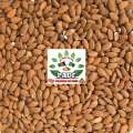 Almond badam Without Shell 19/20 250gm. 