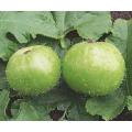 Tinda K Beej | Round Apple Gourd Seeds | Organic & Fresh Garden Seeds. 