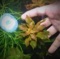 Ludwigia Repens Rubin - Aquarium. 