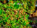 Hena / Sabz Mehndi Seeds - High Germination Rate. 