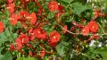 MEXICAN IMPORTED Morning Glory Flowers SCARLET ORANGE Color LUCKY PLANT Summer/Spring Vine Creeper 10 FT tall 6 FT wide IPOMOEA Flower Seeds BY GREEN GOLD. 