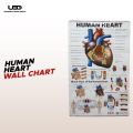 Human Heart Wall Chart | Wall Poster for Science Lab and clinics Decoration | HD picture Presentation on 200 grams Laminated Card 23*36 inches. 