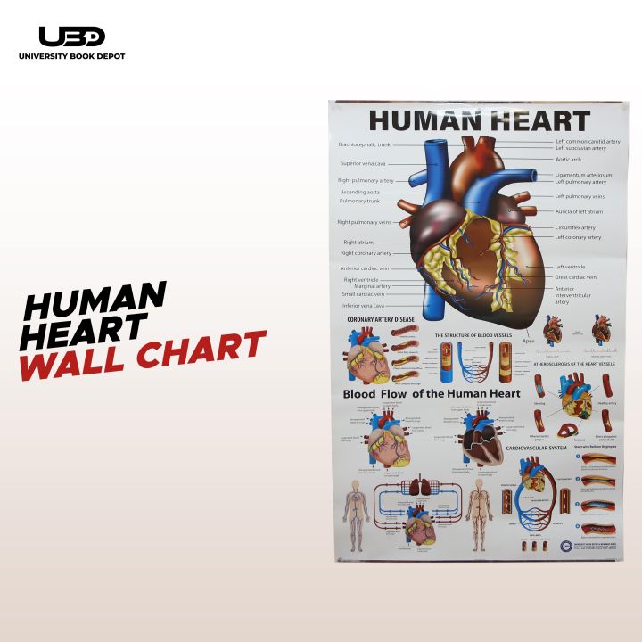 Human Heart Wall Chart | Wall Poster for Science Lab and clinics Decoration | HD picture Presentation on 200 grams Laminated Card 23*36 inches