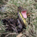 Realistic Wild Animal Snake Figurines Rattlesnake Spider Scorpion Action Figures Model Miniature Educational Prank Toys for Kids. 