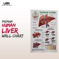 Human Liver Wall Chart | Wall Poster for Science Labs and Healthcare Clinics | HD pictures Printed on 200 grams Laminated Card 23*36. 