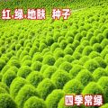 Broom Red Earth Skin Garden Grass Garden   Green Grass Lawn Garden Flower Garden   Garden Ornamental Red Ground Planting. 
