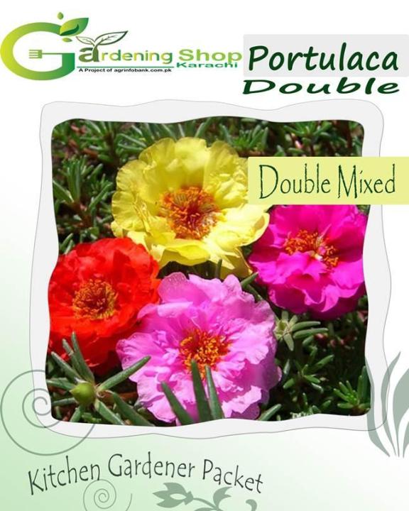 Portulaca Extra Double Large Flower Mixed