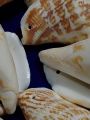 Natural Sea Shell For DIY Crafts | 5, 15, 20, 25, Mix Size pcs (4cm to 5.5cm) | Real Whole Shell With Hole | Use As Beads, Pendent Or Aquarium | Ideal For DIY Jewelry Making, Crafting, And Home Decoration. 