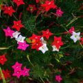 Cypress vine seeds star seeds flower seeds. 