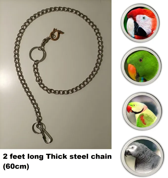 Parrot%20Leashes%20Foot%20Chain,%20Stainless%20Steel%20chain%20Anti-bite%20Flying%20Training%20Solid%20Brass%20U%20Lock%20Clasp--Brass%20Shackle%20Bird%20Harness%20for%20Parrots%20Macaw%20African%20Greys%20Parakeet%20Cockatoo%20Ring%20neck%20electus%20medium%20and%20large%20Anti-Off%20Fly%20Birds%20Flight%20Trainer%20-%20Image%203