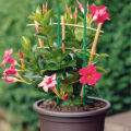 20 Pcs Green Wood Plant Stake Green Bamboo Sticks Floral Plant Support Stakes BAWEI. 