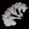 100X Labels Tie String Strung Price Tickets Jewelry Watch Clothing Display Tags. 