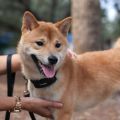 BarkWise Vibration anti-barking collar. 
