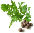 F-1 hybrid Parsley Vegetable Seeds kitchen gardening. 