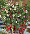 Strawberry seeds f1 (100% gurrented result). 
