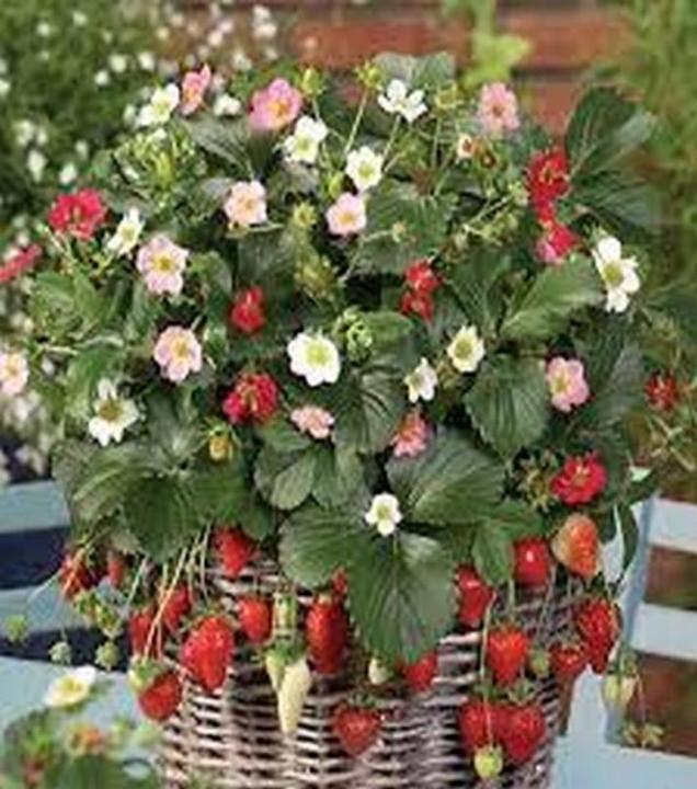 Strawberry%20seeds%20f1%20(100%25%20gurrented%20result)%20-%20Image%204