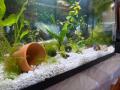 Fish Tank Gravel Rocks Marble Chips Gravel Stones Aquarium Natural Gravel white Colour For Garden Plant Decor, Decorative Rocks Stones 1 KG. 