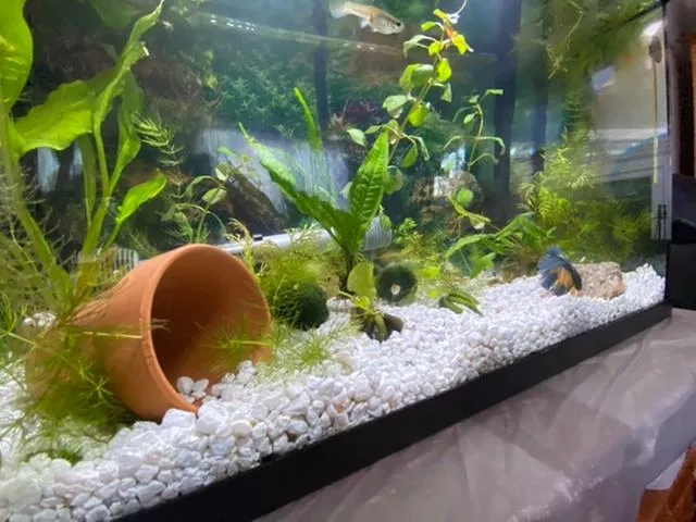 Fish%20Tank%20Gravel%20Rocks%20Marble%20Chips%20Gravel%20Stones%20Aquarium%20Natural%20Gravel%20white%20Colour%20For%20Garden%20Plant%20Decor,%20Decorative%20Rocks%20Stones%201%20KG%20-%20Image%202