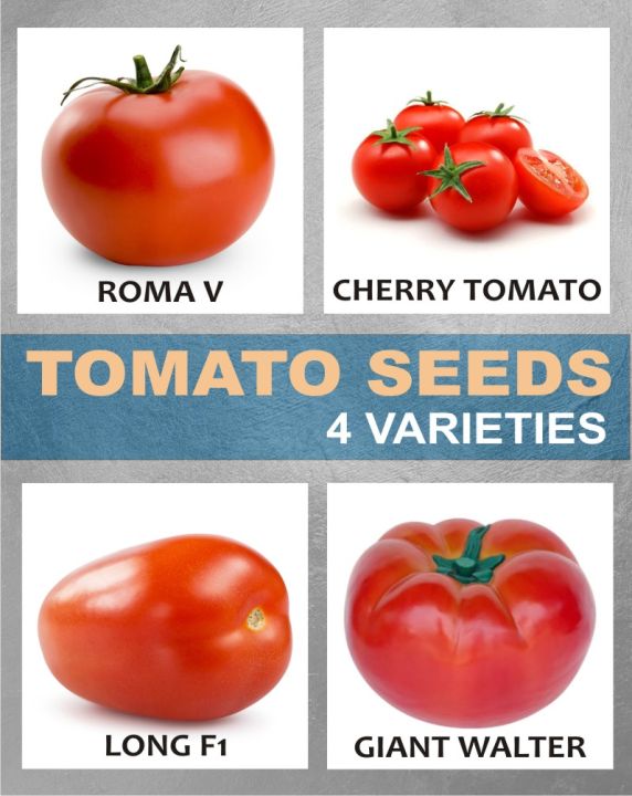 Qty%2040+%20Tomato%20Seeds%204%20Varieties%20Vegetable%20Kitchen%20Gardening%20-%20Image%203
