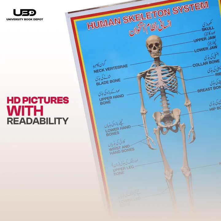 Human%20Skeleton%20System%20Wall%20Chart%20%7C%20HD%20Picture%20Presentation%20on%20200%20grams%20Laminated%20Card%2023*36%20inches%20-%20Image%206