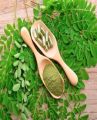 Go Active 200 Moringa Extract Pills 100% Organic. 