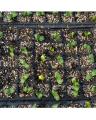Professional Compost Soil For All Type Seed Germination Seedling Plants - 5L. 