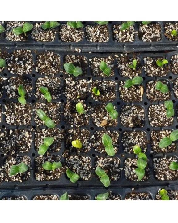 Professional%20Compost%20Soil%20For%20All%20Type%20Seed%20Germination%20Seedling%20Plants%20-%205L%20-%20Image%204