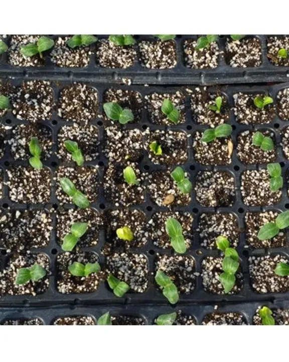 Professional%20Compost%20Soil%20For%20All%20Type%20Seed%20Germination%20Seedling%20Plants%20-%205L%20-%20Image%204