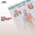 Blood Circulation System in Humans Wall Chart | HD Wall Poster Presentation on 200 grams Laminated card 23*36 inches. 