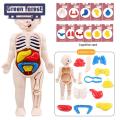 Hands-on Anatomy Learning Kit Interactive Human Body Model Kit Educational Diy Toy with 11 Analysis Cards Ideal for Students Accessories Included Diy Human Organ Model. 