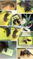 1PCS Mouse Board Sticky Mice Glue Trap High Effective Rodent Rat Snake Bugs Catcher Pest Control Mouse Traps. 