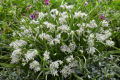 Allium Cameleon bulbs 250 each. 