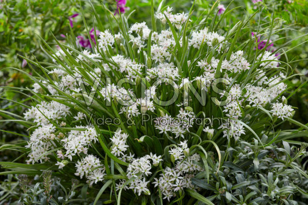 Allium Cameleon bulbs 250 each