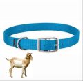 Goat Sheep Neck Collar - Adjustable. 