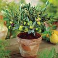 Green Olive Fruit Tree Seeds. 