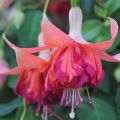 Giant Bicentennial Fuchsia Flower Plant Seeds. 