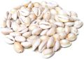 50 Sea Shalls Koodi Pack For Home Decoration & Equirium and Room Decoration. 