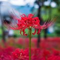 4 Bulb Red Lycoris Radiata (Spider Lily Red). 