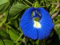 Buy Butterfly Pea Flower Seeds - High-Quality Butterfly Pea Seeds for Beautiful Blue Pea & Clitoria Ternatea - Darwin Pea & Cordofan Pea Varieties - Grow Stunning Asian Pigeonwings in Your Garden. 