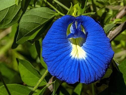 Buy Butterfly Pea Flower Seeds - High-Quality Butterfly Pea Seeds for Beautiful Blue Pea & Clitoria Ternatea - Darwin Pea & Cordofan Pea Varieties - Grow Stunning Asian Pigeonwings in Your Garden