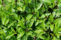Niaz Bo Basil Herb Seeds - Thai Large Leaved. 