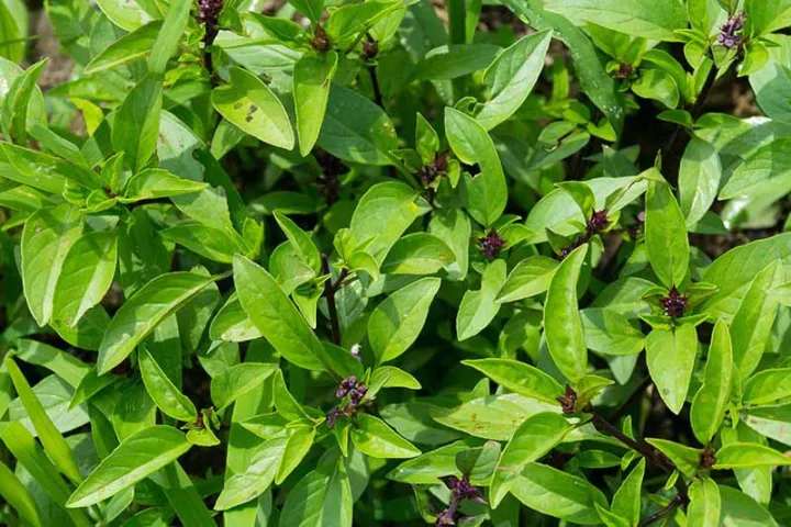 20+%20Niaz%20Bo%20Basil%20Herb%20Seeds%20-%20Thai%20Large%20Leaved%20-%20Image%203