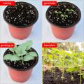 B2- Pack of 12 - Nursery Plastic Flower Plant Pots 5 x 5 inches. 