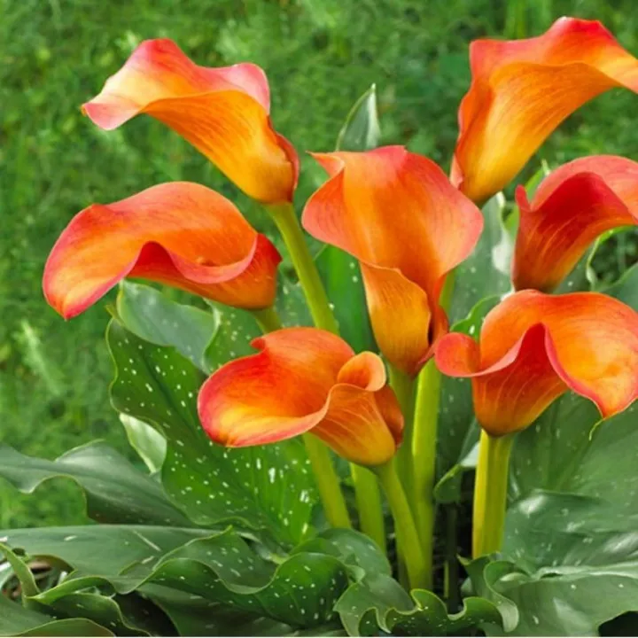 Orange%20Calla%20Lily%20Flower%20Seeds%20Bulbs%20Pack%20of%205%20Size%20Daffodil%20-%20Image%202