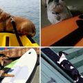 Surfboard Deck Traction Board Eva Anti-Skid Pad Adhesive Anti-Skid Deck Pad for Boat Deck,Kayaking,Surfboard,Vertical Paddle Board,Skimboards - White. 