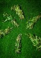 Premium Quality Curry Leaves Fresh (Kadi Patta) Best Quality Kurry Patta In Very Low Price Curry leaf. 