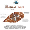 Indian Almond Leaves for Aquarium - 4 Leaf. 