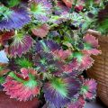 Tilt-a-Whirl Coleus Plant Seeds. 