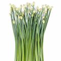 Garlic Chives Seeds Home Kitchen Gardening Vegetable Seeds. 