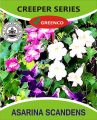 1 Pack Imported Best Quality Long Life Creeper Seeds. 